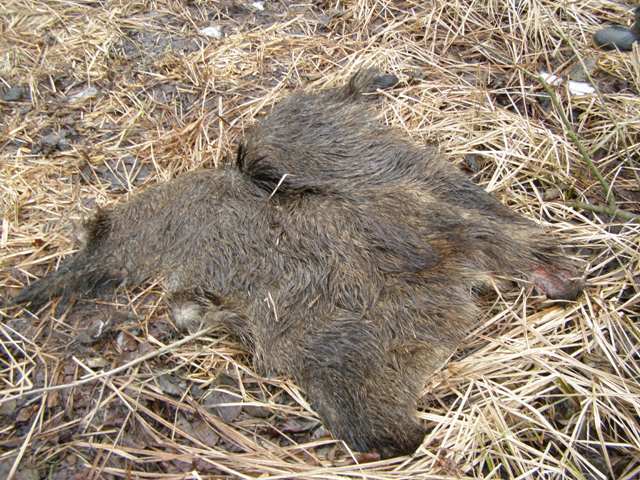 16.02.2014. To pozostało po skłusowanym dziku